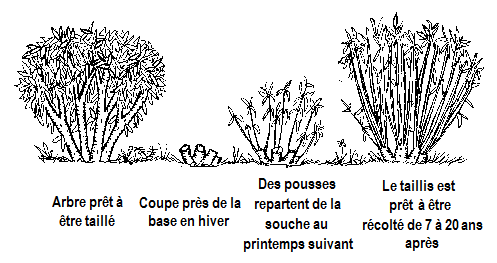 Schéma du cycle du taillis, de la taille à la récolte